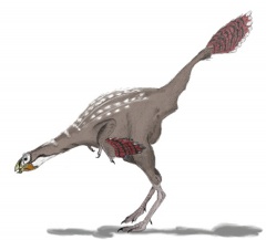 † Caudipteryx zoui(vor etwa 130,7 bis 112,9 Millionen Jahren)